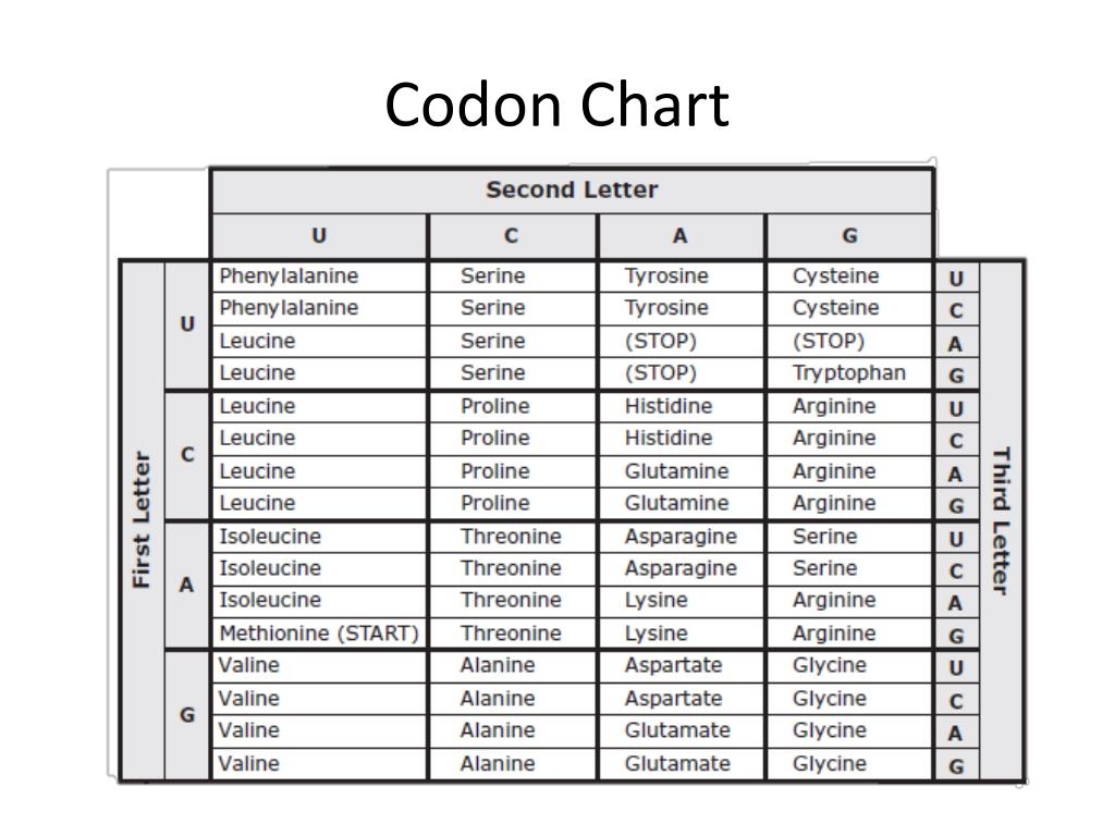 PPT The Codon Chart PowerPoint Presentation Free Download ID 2435597