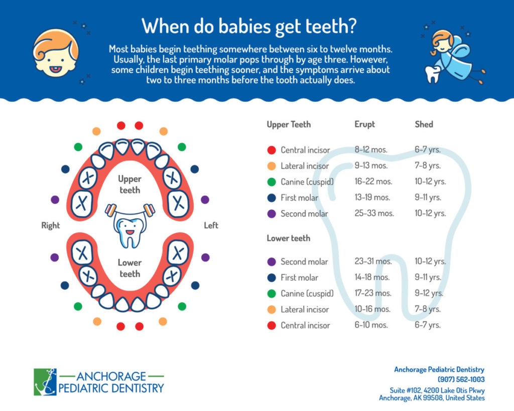 dental tooth chart printable