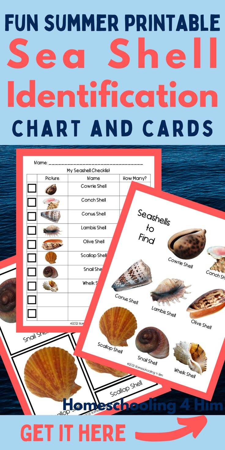 Printable Sea Shell Identification Chart And Cards For Kids