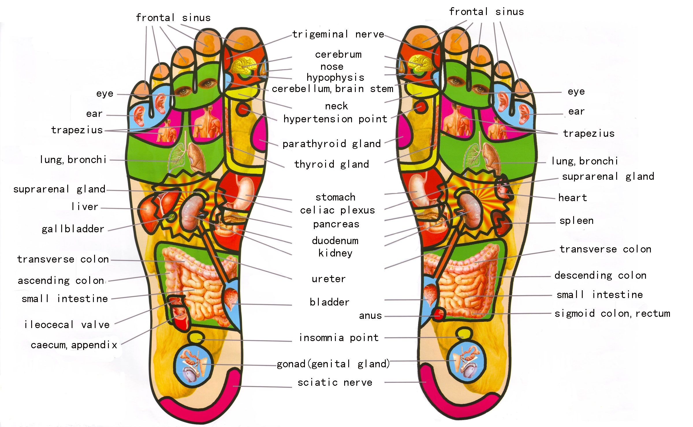 Reflexology Balance Orlando 2026
