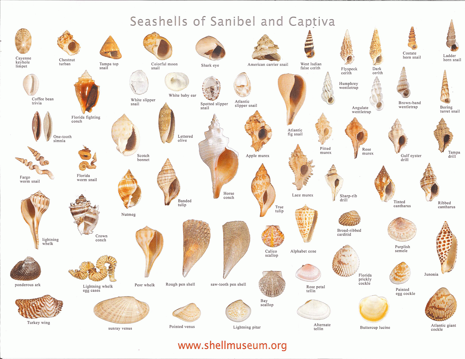 Shells of Sanibel and Captiva Sanibel Island Chamber Of Commerce