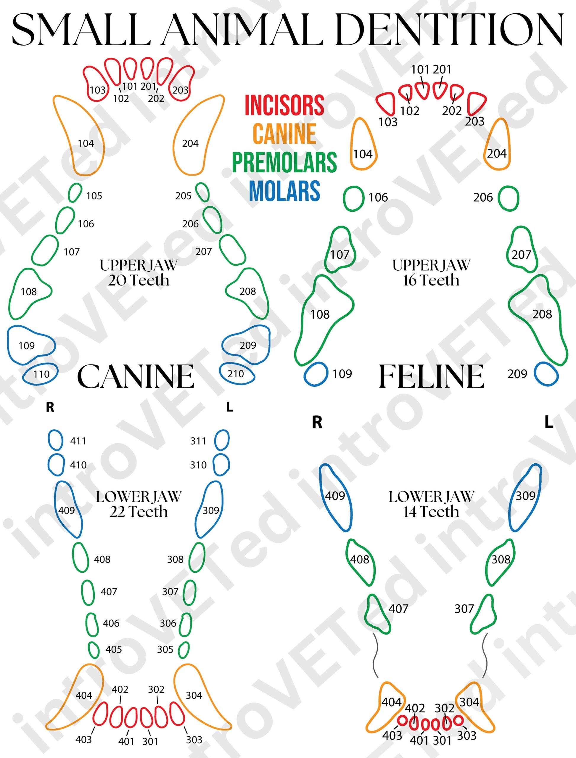 printable canine dental chart