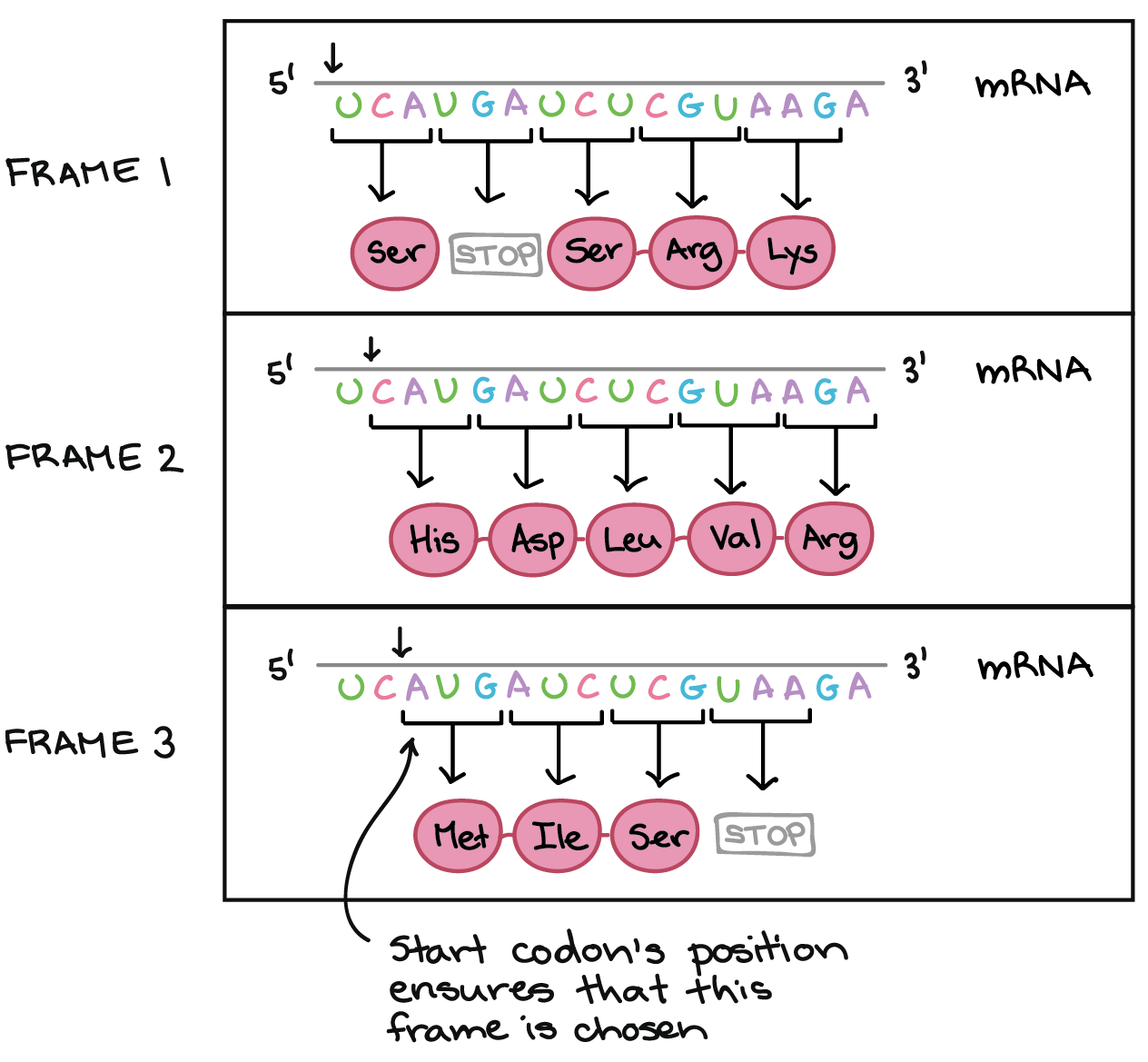 printable codon chart
