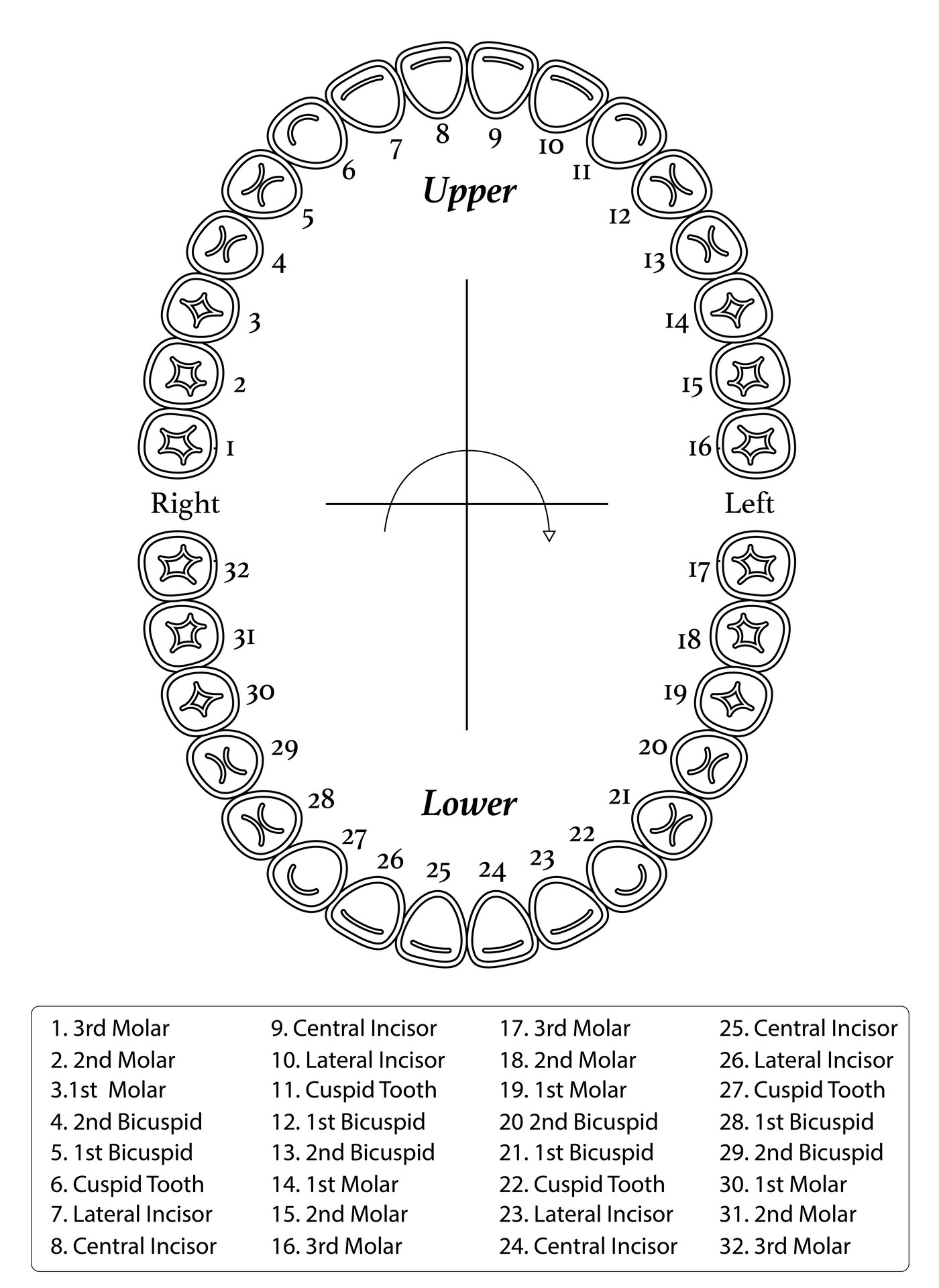 tooth number chart printable