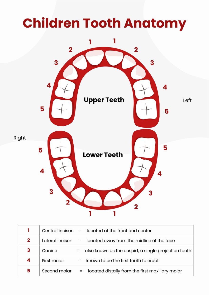 Tooth Chart In Illustrator PDF Download Template