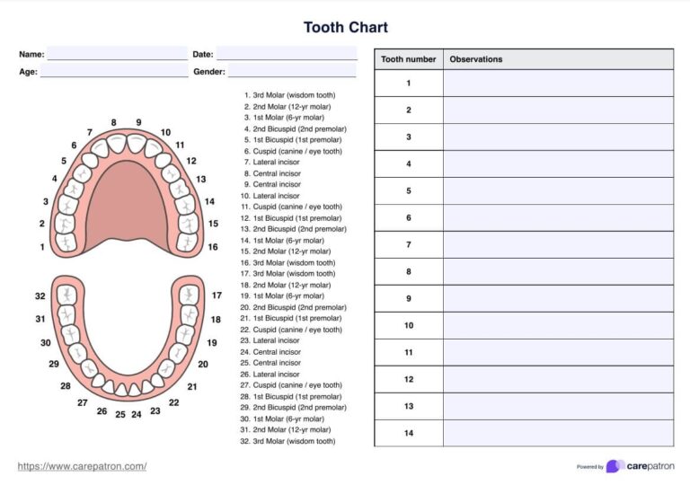 Tooth Charts