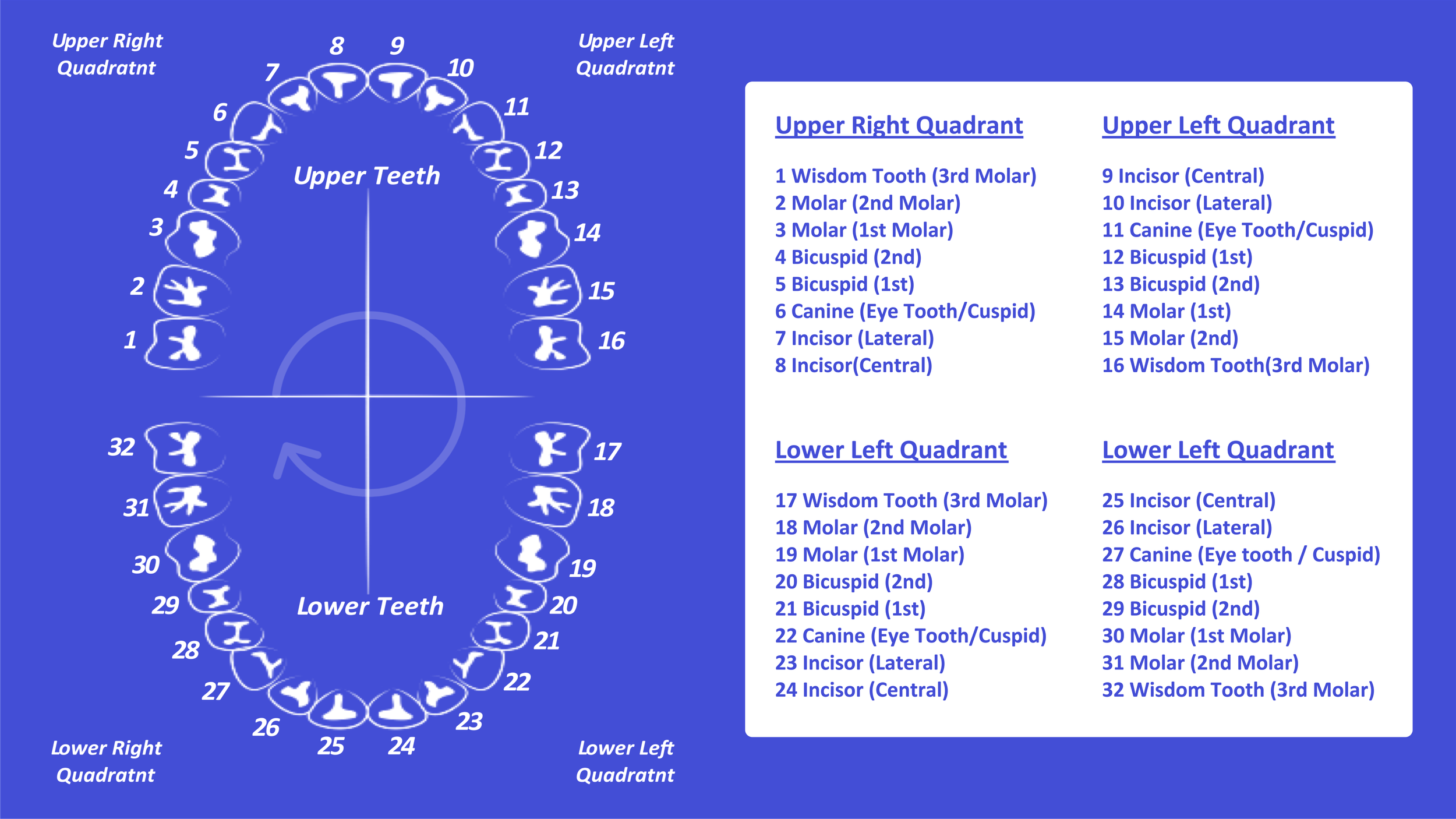 Tooth Number Chart Printable PDF Mashup Math