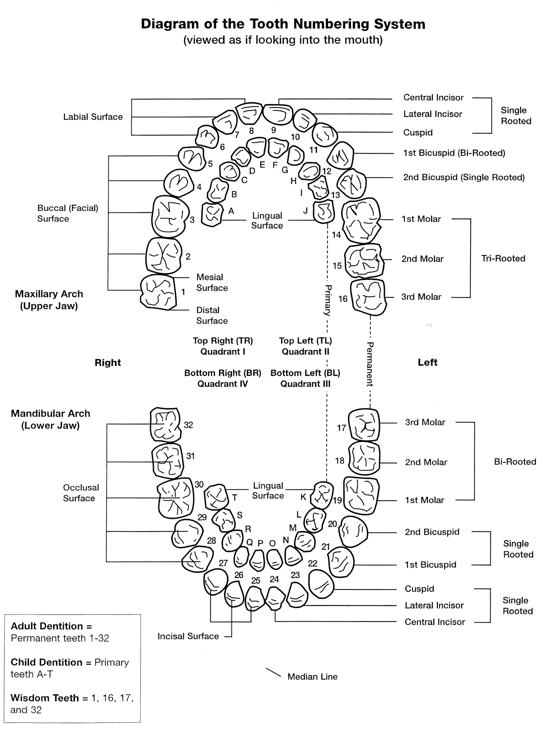 Tooth Numbers And Illustrations Pi Dental Center
