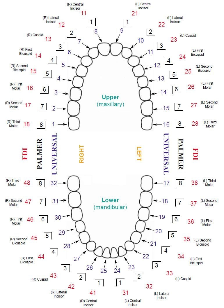 Understanding Tooth Numbers And Tooth Names